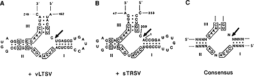 Robert Henry Symons 1934–2006